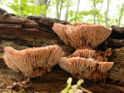털미로목이(그물목이) (Elmerina hispida (Imaz.) Y.C. Dai & L.W. Zhou  > Protodaedalea hispida Imaz.  > Auricularia hispida Iwade.(그물목이))