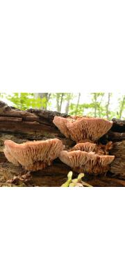 털미로목이(그물목이) (Elmerina hispida (Imaz.) Y.C. Dai &amp; L.W. Zhou  > Protodaedalea hispida Imaz.  > Auricularia hispida Iwade.(그물목이))