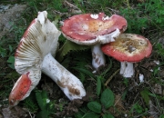 적갈색무당버섯 (Russula melliolens Quél.)