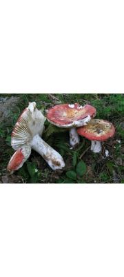 적갈색무당버섯 (Russula melliolens Quél.)