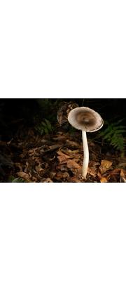 큰우산광대버섯(큰우산버섯) (Amanita cheelii P.M. Kirk > Amanita vaginata var. punctata (Cleland &amp; Cheel) Gilb.)