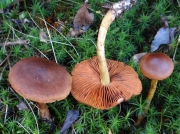 습지끈적버섯 (Cortinarius uliginosus Berk.  > Cortinarius gueletii Bataille)