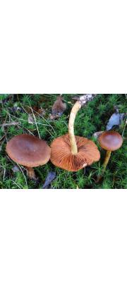 습지끈적버섯 (Cortinarius uliginosus Berk.  > Cortinarius gueletii Bataille)