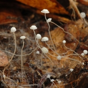 실애주름버섯(낙엽애주름버섯) (Mycena capillaris (Schum.) Kumm.)