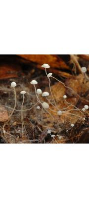 실애주름버섯(낙엽애주름버섯) (Mycena capillaris (Schum.) Kumm.)