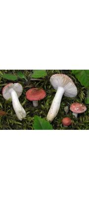 꼬마무당버섯 (Russula minutula Vel.)