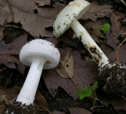애광대버섯(흰애광대버섯, 갈색애광대버섯) (Amanita citrina Pers.  > Amanita citrina (Schaeff.) Pers. var. citrina  > Amanita citrina var. alba (Gill.) Rea > Amanita citrina var. grisea (Hongo) Hongo)