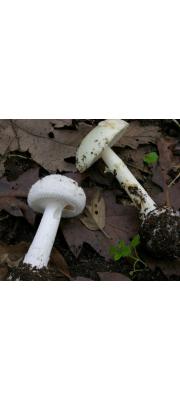 애광대버섯(흰애광대버섯, 갈색애광대버섯) (Amanita citrina Pers.  > Amanita citrina (Schaeff.) Pers. var. citrina  > Amanita citrina var. alba (Gill.) Rea > Amanita citrina var. grisea (Hongo) Hongo)