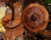 암갈색굳은끈적버섯_국명검토 필요 (Cortinarius umbrinolens P.D. Orton 암갈색굳은끈적버섯 > Cortinarius rigidus (Scop.) Fr.)
