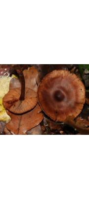 암갈색굳은끈적버섯_국명검토 필요 (Cortinarius umbrinolens P.D. Orton 암갈색굳은끈적버섯 > Cortinarius rigidus (Scop.) Fr.)