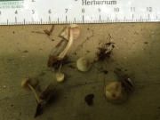 큰애주름버섯 (Mycena carolinensis A.H. Sm. & Hesler)