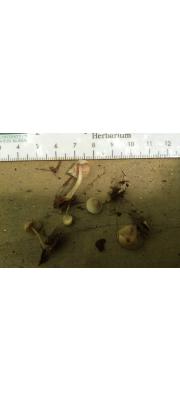 큰애주름버섯 (Mycena carolinensis A.H. Sm. &amp; Hesler)