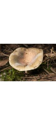 가루무당버섯 (Russula modesta Pk.)