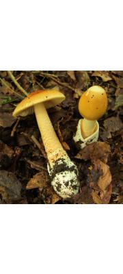 황색주머니우산버섯 (Amanita crocea (Quél.) Sing.  > Amanita vaginata var. crocea (Quél.) Gilb.)