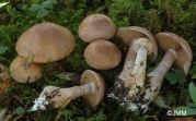 다색끈적버섯 (Cortinarius variicolor (Pers.) Fr.)