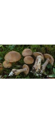 다색끈적버섯 (Cortinarius variicolor (Pers.) Fr.)