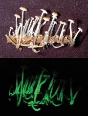 받침애주름버섯 (Mycena chlorophos (Berk. & Curt.) Sacc.)
