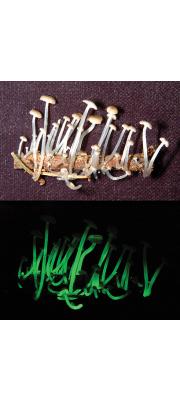 받침애주름버섯 (Mycena chlorophos (Berk. &amp; Curt.) Sacc.)
