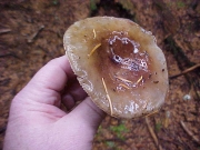 산무당버섯 (Russula montana Schaeff.)