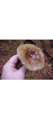 산무당버섯 (Russula montana Schaeff.)