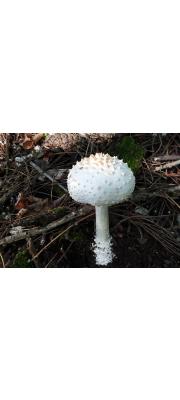 붉은껍질광대버섯 (Amanita eijii Z.L. Yang  > Amanita cokeri f. roseotincta Nagas. &amp; Hongo)