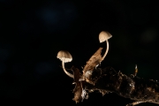 회색애주름버섯 (Mycena cinerella (P. Karst.) P. Karst.)