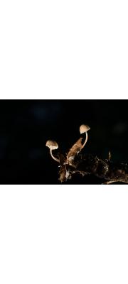 회색애주름버섯 (Mycena cinerella (P. Karst.) P. Karst.)