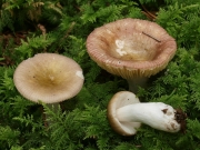 보라변덕무당버섯 (Russula nauseosa (Pers.) Fr.)