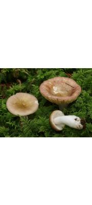 보라변덕무당버섯 (Russula nauseosa (Pers.) Fr.)