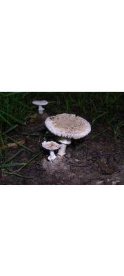 젖무덤광대버섯 (Amanita eliae Quél.)