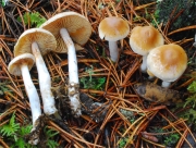 쓴맛끈적버섯 (Cortinarius vibratilis (Fr.) Fr.)