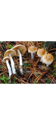쓴맛끈적버섯 (Cortinarius vibratilis (Fr.) Fr.)