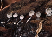 회색받침애주름버섯(자주빛애주름버섯) (Mycena clavularis (Batsch) Sacc.)