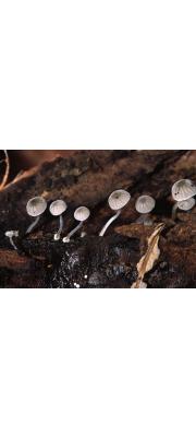 회색받침애주름버섯(자주빛애주름버섯) (Mycena clavularis (Batsch) Sacc.)