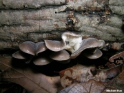 쥐털꼬막버섯 (Hohenbuehelia atrocoerulea (Fr.) Sing.)
