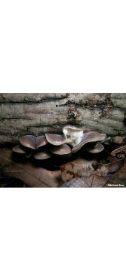 쥐털꼬막버섯 (Hohenbuehelia atrocoerulea (Fr.) Sing.)