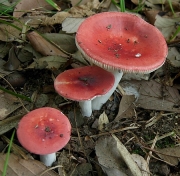 신무당버섯(새냄새무당버섯) (Russula neoemetica Hongo)