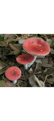 신무당버섯(새냄새무당버섯) (Russula neoemetica Hongo)