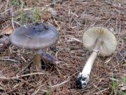 맛광대버섯(흰조각광대버섯) (Amanita esculenta Hongo)