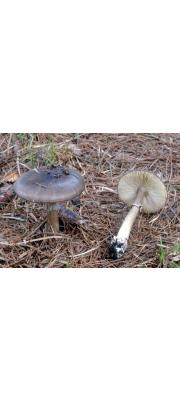 맛광대버섯(흰조각광대버섯) (Amanita esculenta Hongo)