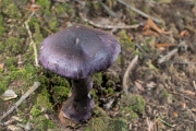 끈적버섯 (Cortinarius violaceus (L.) Gray)