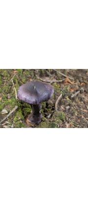 끈적버섯 (Cortinarius violaceus (L.) Gray)