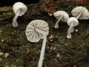 흰가죽애주름버섯 (Mycena corynephora Maas Geest.)