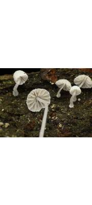 흰가죽애주름버섯 (Mycena corynephora Maas Geest.)