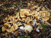 꼬막버섯(꽃잎꼬막버섯) (Hohenbuehelia petaloides (Bull.) Schulzer)