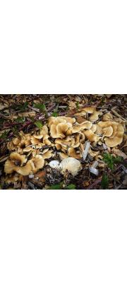 꼬막버섯(꽃잎꼬막버섯) (Hohenbuehelia petaloides (Bull.) Schulzer)