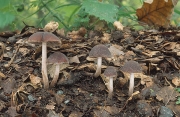 껍질눈물버섯 (Psathyrella bipellis (Quél.) A. H. Sm.)