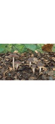 껍질눈물버섯 (Psathyrella bipellis (Quél.) A. H. Sm.)