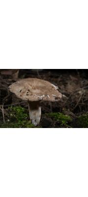 절구무당버섯(절구버섯) (Russula nigricans (Bull.) Fr.)