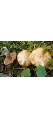 일본끈적버섯 (Cortinarius watamukiensis Hongo)